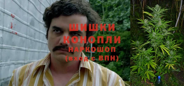 прущие грибы Беломорск